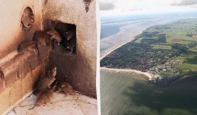 Щури окупували острів у Північному морі: гинуть рідкісні птахи, але рішення ще не видно