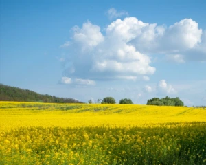 Сьогодні буде найспекотніший день літа - оновлений прогноз